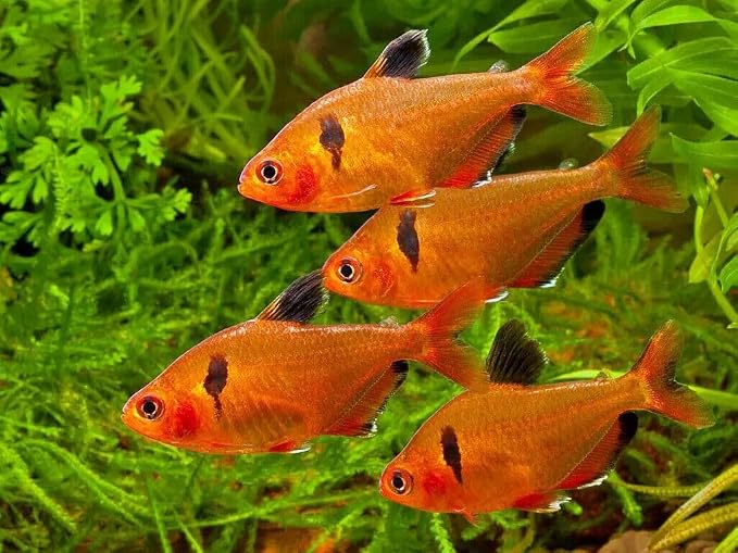 Tropical Fish Flakes, Mix of Krill, Color Enhancing, Spirulina Flakes for Cichlids, Angels, Tetras, Guppies, All Tropical Fish...WL…5-lbs Poly Bag