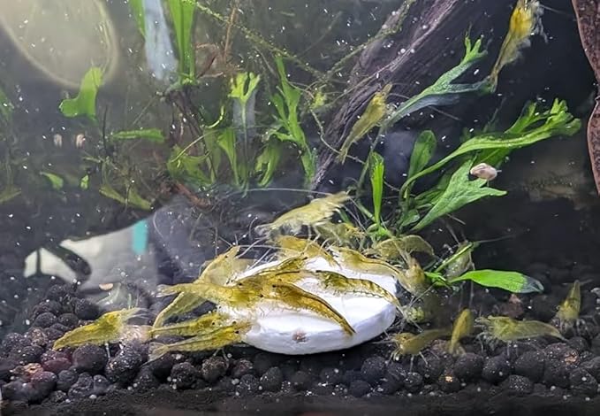 Calcium Enriched Sinking Food Disks and Holiday Feeding Food for Shrimp, Snails, Crabs, Crayfish, Hermit Crabs, Plecos, Catfish, All Tropical Fish. 100 Small Discs Jar