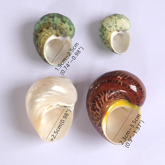5pcs Hermit Crab Shells, M Size Opening 0.7-1.4", Natural Sea Conch, Turbo Seashells for Hermit Crab Supplies and Beach Decoration Large Sea Shell (5pcs M)
