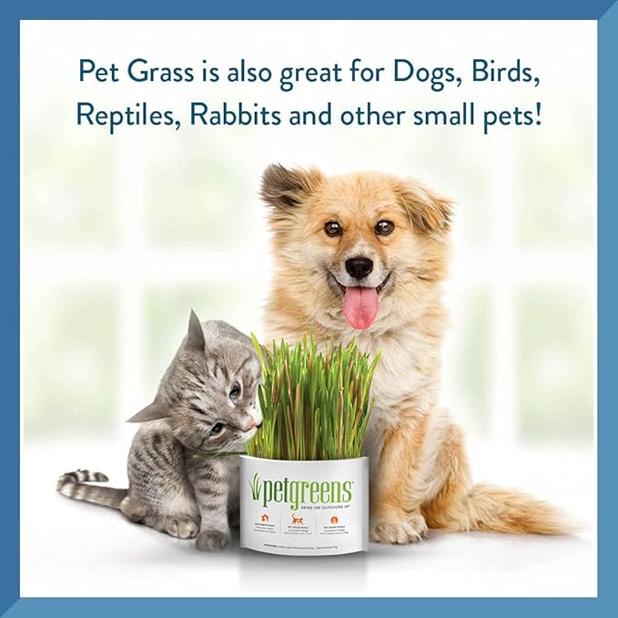 Pet Greens 4 Pack Cat Grass Garden Wheatgrass self Grow and Medley Oat, Rye and Barley, 2 of Each 3oz Package