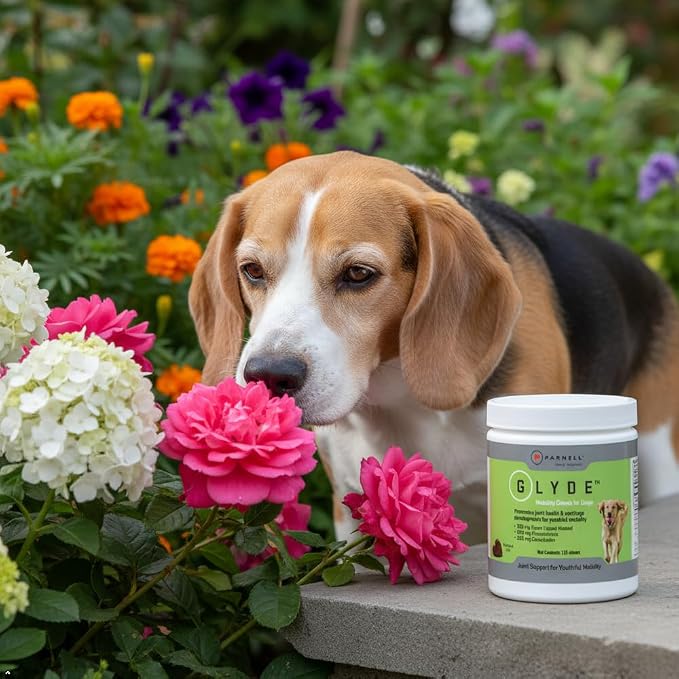 Glyde Hip & Joint Supplement for Senior Dogs, Mobility Support, 60 Chews | Green Lipped Mussel, Glucosamine and Chondroitin help support healthy cartilage, joints and mobility in senior dogs