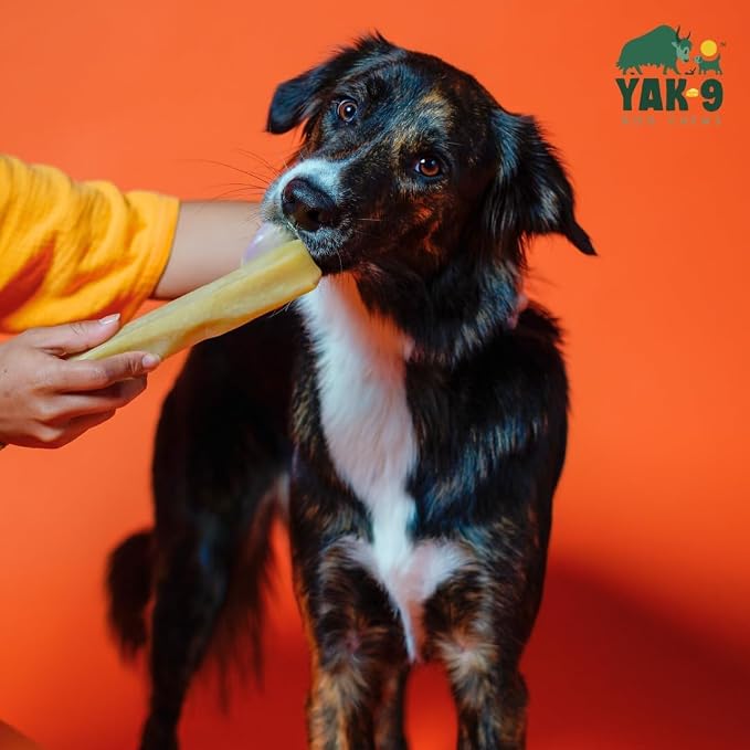 Yak9 Yak Cheese Himalayan Dog Chews, Pumpkin | High Protein, High Fiber Pumpkin Treats for Dogs | Long Lasting, Non GMO, Gluten Free, Grain Free | Extra Large Size,3 PC