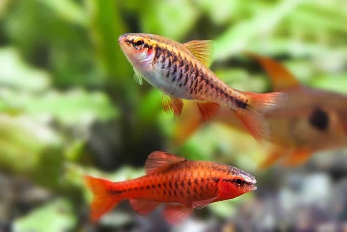 Community Fish Ultra Red Color Enhancing 1.5mm-2mm Floating Pellets. Color Enhancing in 10-Days for All Community Fish…3-lbs 8oz Large Jar