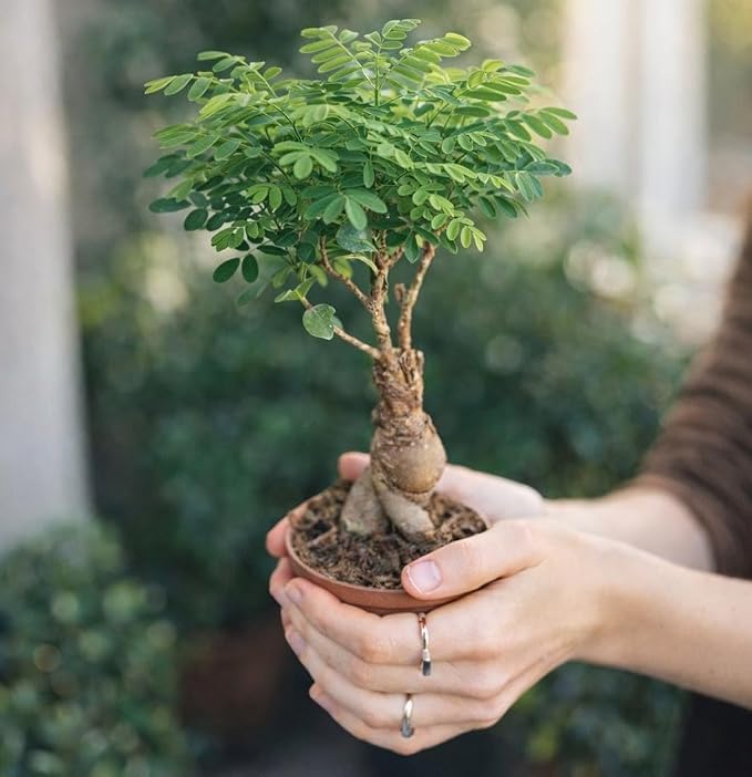 Bonsai Starter Kit – 2X Bonsai Tree | Complete Indoor Starter Kit for Growing Bonsai Plants with Tools & Planters – Gardening Gifts for Women & Men