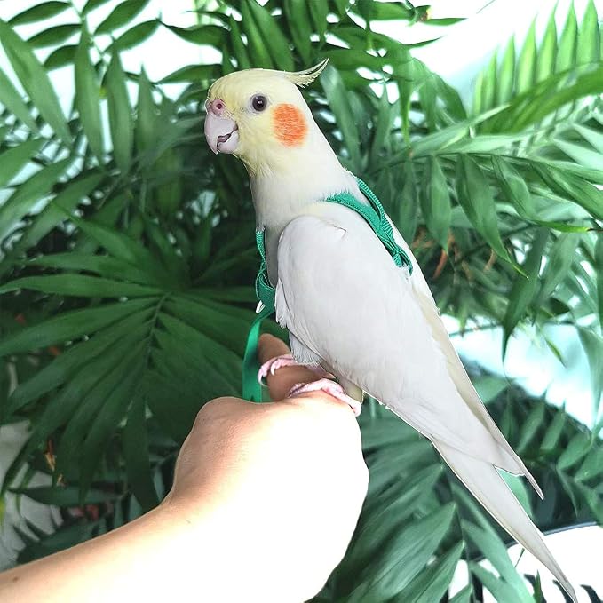 ASOCEA Bird Cage Seed Cather with Adjustable Bird Harness and Leash Universal Adjustable Birdcage Cover Skirt Nylon Mesh Netting Parrot Parakeet Macaw African Round Square Cages Cover