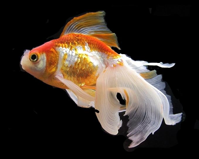 Flowerhorn Fish Ultra Red Color Enhancing 1.5mm-2mm Floating Pellets. Color Enhancing in 10-Days for Baby, Juvenile and Adult Flowerhorn…3-lbs 8oz Large Jar