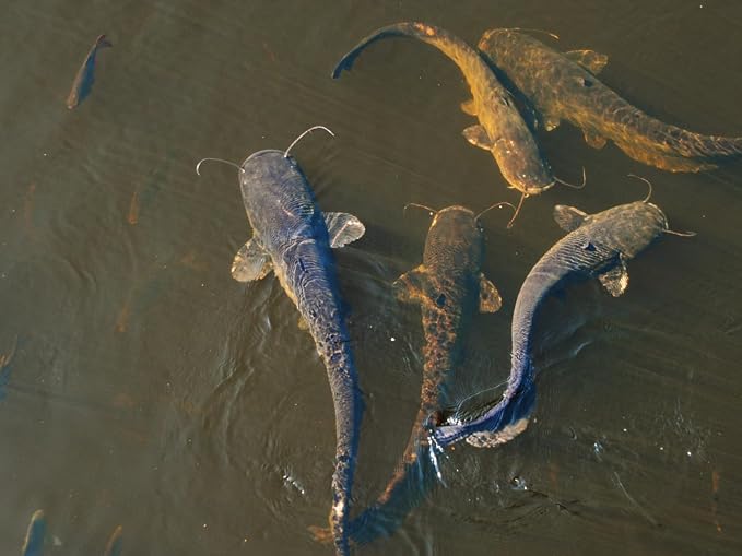 Evergreen Farm and Garden 50 lbs Catfish Food 32% Protein 4% Fat - Lake, Pond, or Aquarium Fish