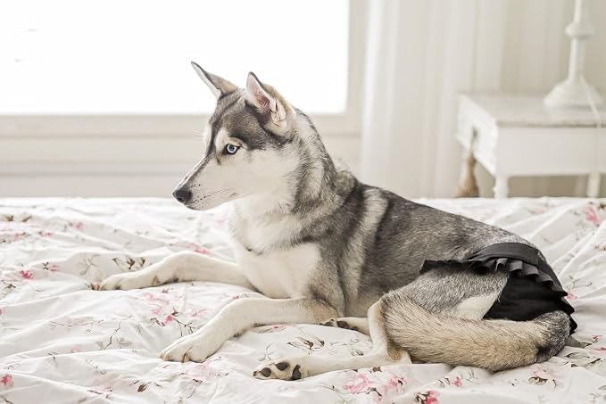 FINNERO Ballerina Dog Diaper – Washable, Reusable, Leak-Proof – Heat, Period & Urine Incontinence Protection – Comfortable, and Stylish Design – Adjustable Fit for Female Dogs – XS, Black