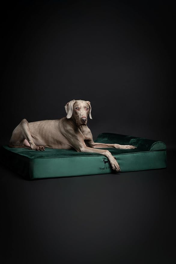 NOAH & PAW XL Dog Bed, 45x35x9.1 Inch, Orthopedic Large Dog Beds, Eggshell Memory Foam Infused with Cooling Gel, Water Resistant, Machine Washable, Includes Inner Cover (Velvet Collection)