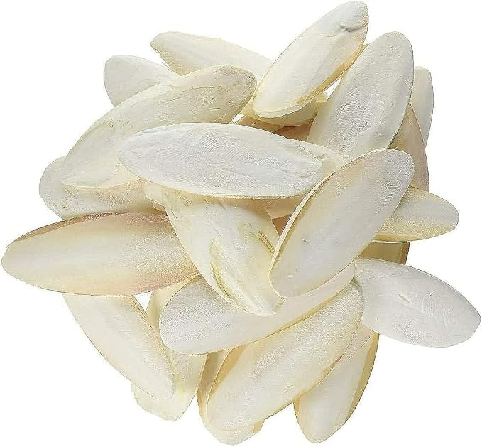 Prevue Pet Products 6 inch Bulk Cuttlebone - 25 per Box with Holder, Large