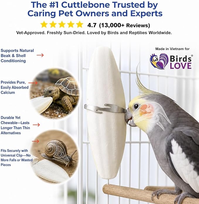 Birds LOVE 5.5-6″ Cuttlebone for Birds – 100% Natural Sun-Dried Calcium & Beak Conditioning Supplement for Parakeets, Budgies, Cockatiels, Finches & Canaries – 2 Pack with Holder – Made in Vietnam