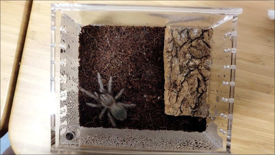 Insect breeding Box Reptile Feeding Box, Waterproof Enclosure Enclosure for arboreal Tarantula Scorpion Sling Lizards Snake Gecko Jumping Spider Snail Isopods (3.9 * 3.3 * 2.3inch)