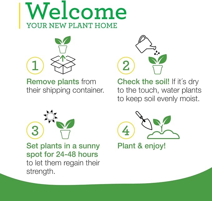 Bonnie Plants Catnip Live Herb Plants - 4 Pack, Pet Friendly, Grows Great In Containers, Fresh For Cats & Dries For Cat Sachets