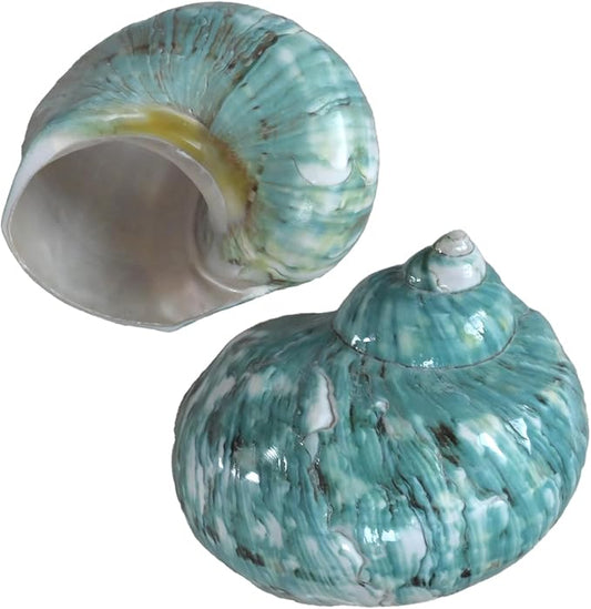 2pcs Large Hermit Crab Shells, XXL Size Opening 1.9-2.2" Big Hermit Crab Shells, Natural Sea Conch, Turbo Seashells Beach Decoration(2pcs XXL)