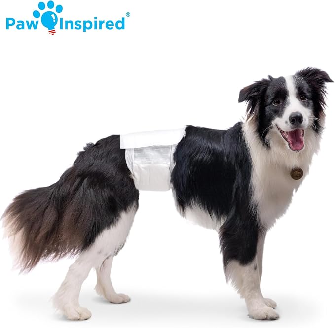 Paw Inspired Disposable Male Dog Wraps, Belly Band for Dogs | Disposable Dog Diapers | Belly Bands for Male Dogs (144 Count, Medium)