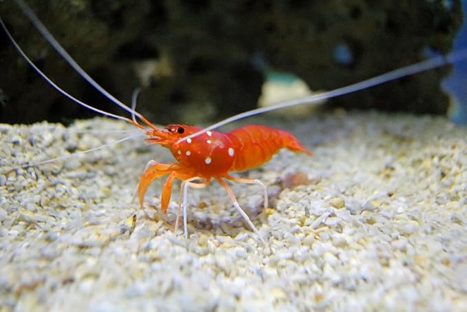 Medium Size Calcium Feeder Stars & Shells for Shrimp, Snails, Crabs, Crayfish, Hermit Crabs and All Tropical Fish…250 Count Jar