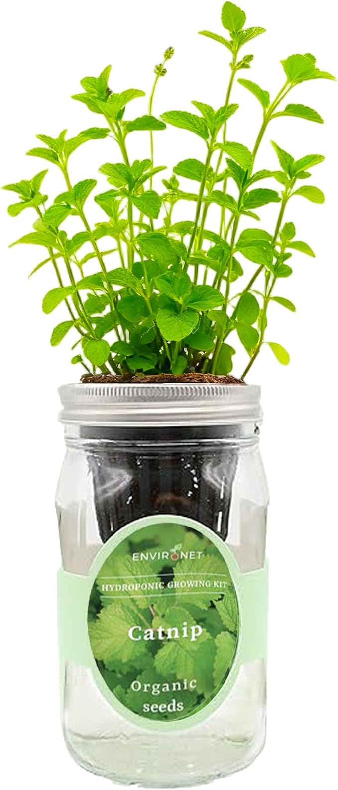 Hydroponic Herb Growing Kit, Self-Watering Mason Jar Herb Garden Starter Kit Indoor, Grow Your Own Herbs from Seeds (Catnip)