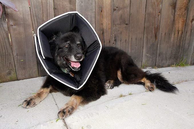 All Four Paws Comfy Cone Pet Cone for Dogs, Cats, XX-Large, Tan - Comfortable Soft Dog Cone Collar Alternative for After Surgery, Wound Care, Spay, Neuter - Dog and Cat Recovery Elizabethan-Collar