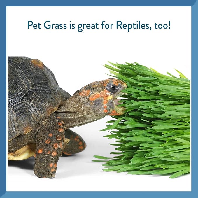 Pet Greens 4 Pack Cat Grass Garden Wheatgrass self Grow and Medley Oat, Rye and Barley, 2 of Each 3oz Package
