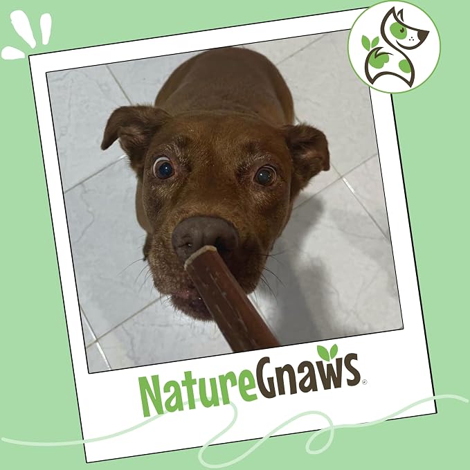 Nature Gnaws Bully Sticks for Dogs 5-6" (8oz) - Mixed Thickness - Long Lasting for Aggressive Chewers and Large Dogs - Natural Beef Dog Chew Bones