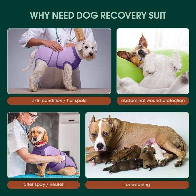 Kuoser Recovery Suit for Dogs After Surgery, Soft Dog Surgery Suit Female Male, Breathable Pet Surgical Recovery Shirt, Anti Licking Dog Onesie for Abdominal Wounds Cone Alternatives, Purple M
