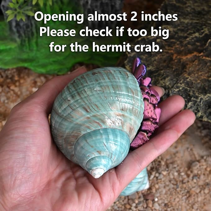 2pcs Big Hermit Crab Shells, XL Size Large Conch Opening 1.8-2", Natural Sea Turbo Seashells for Hermit Crab Supplies and Beach Decoration Large Sea Shell (2pcs Green, XL)