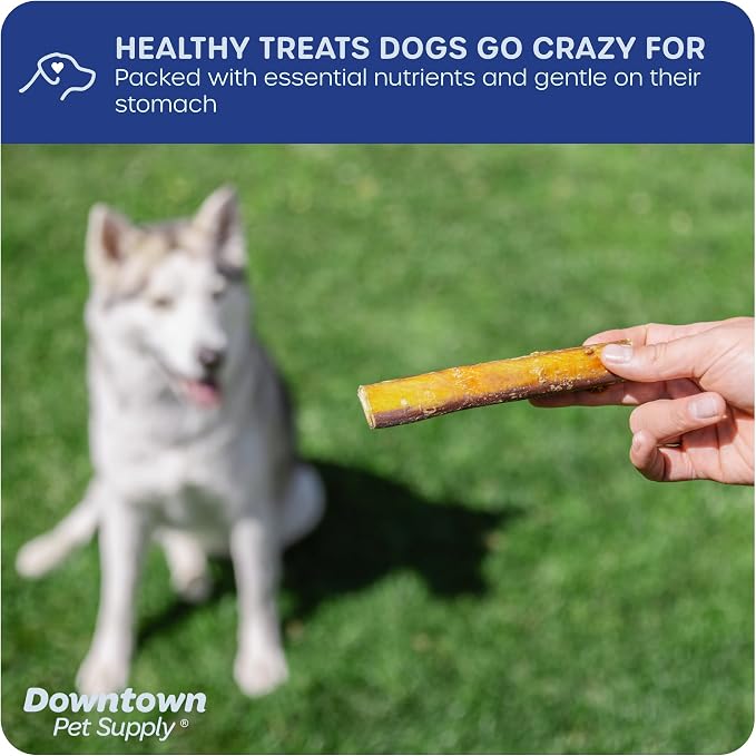Downtown Pet Supply USA-Made 12", 1 Lb. Jumbo Bully Sticks for Large Dogs - Rawhide Free Dog Chews Long Lasting and Non-Splintering - Single Ingredient, Low Odor Bully Sticks for Medium Dogs