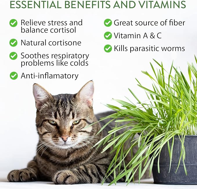 Cat Grass & Catnip Garden Kit – 1 lb Non-GMO USA Wheatgrass + 2,160 Cat Plant Seeds Mix (Catnip, Lemongrass, Licorice, Thyme, Valerian) + 2,116 Catnip Seeds – Pet-Friendly Indoor Garden for Cats