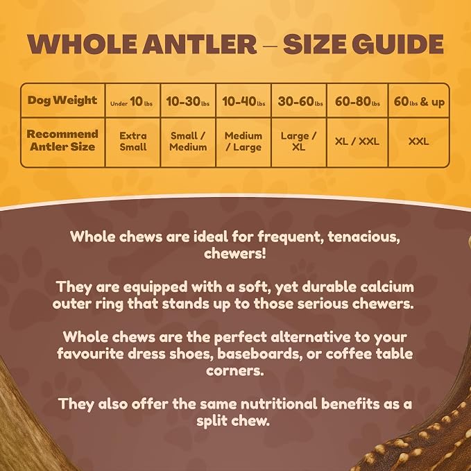 WhiteTail Naturals - Antlers for Small Dogs (10 Pack) Deer Antler Dog Chew Bones for Small Aggressive Chewers - Long Lasting Horn Chew Toys - Naturally Shed