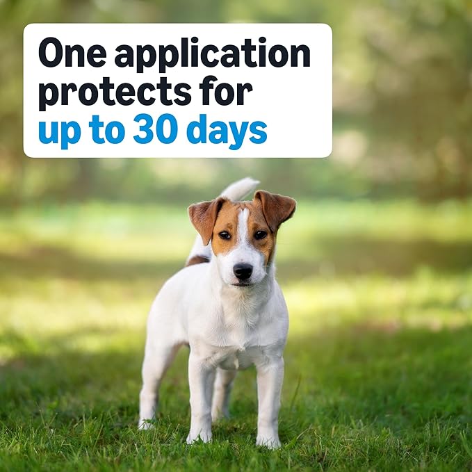 Amazon Basics Flea, Tick & Mosquito Topical Treatment & Prevention for Medium Dogs (11-20 pounds), Fast-Acting, Kills Fleas, Eggs & Larvae, 30 Day Protection, 6 Count, Packaging May Vary