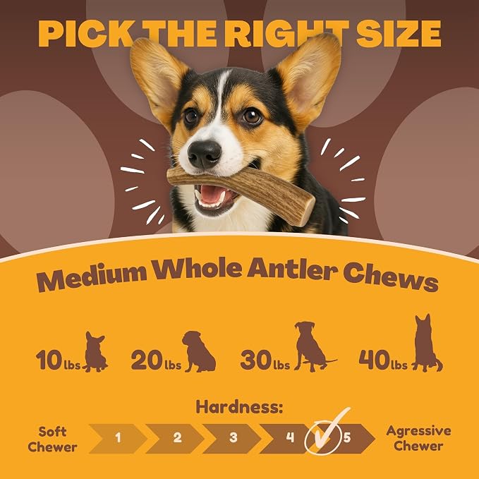 Whitetail Naturals Deer Antler Dog Chews (3 Pack Medium) - Long Lasting, Naturally Shed Whole Antlers for Dogs - Long Lasting Dog Bones for Power Chewers