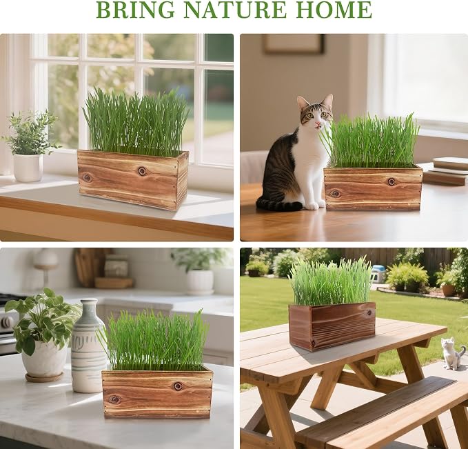 Cat Grass for Indoor Cats – x5 Seed Packets | Cat Grass Seeds with Wooden Planter, Soil & Mini Gardening Tools for Nipping– Pet Wheatgrass Grass, Gifts for Cat Lovers