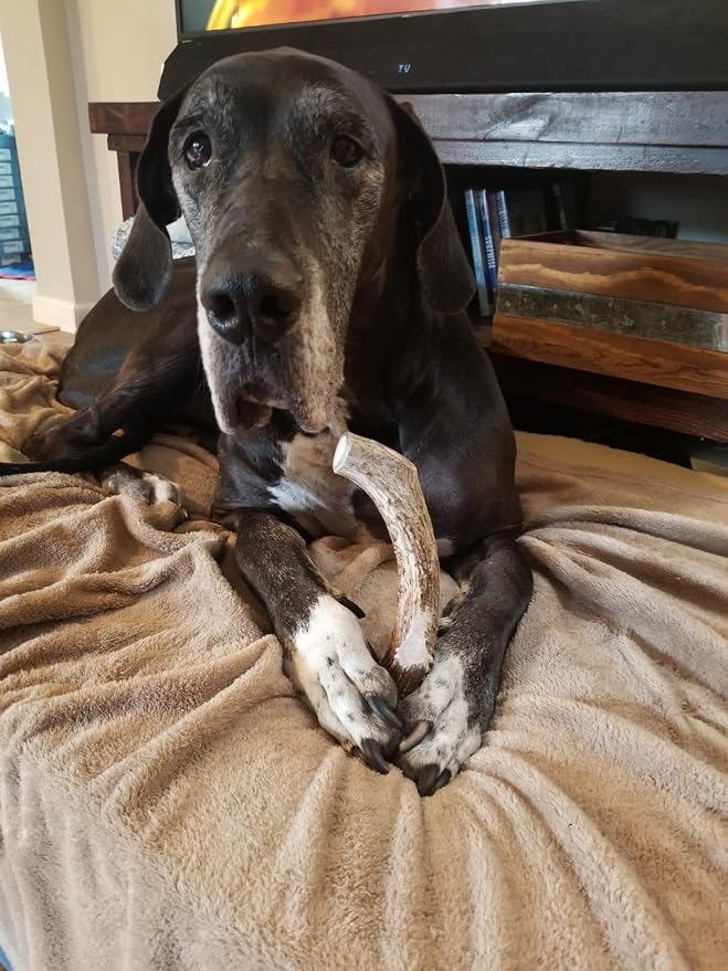 WhiteTail Naturals - Deer Antlers for Large Dogs - (1 Pack - Extra Large) - All Natural Dog Antler- Naturally Shed, Long Lasting Chew Bone, Crafted in USA for Aggressive Chewers