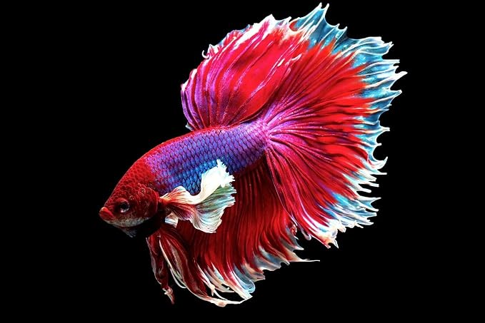 1/32" - 1mm Floating Pellets for Bettas, Guppies, Tetras, Live Bearers, Siamese Fighting Fish, Baby Koi, All Smaller Tropical and Pond Fish...WL 8oz Sm Jar