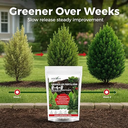 GARDENWISE Evergreen Fertilizer – All-Purpose Granular Plant Food for Outdoor Trees and Shrubs, Azaleas, Magnolias, Pines & Arborvitae – Slow-Release Formula (5 quarts)