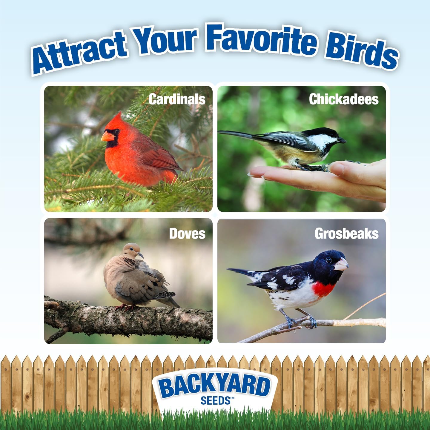 CountryMax Backyard Seeds Premium Bird Seed 40 lb – Supreme Wild Bird Food Blend for Outdoor Feeders – Attracts Songbirds, Cardinals, Finches, Chickadees, and More