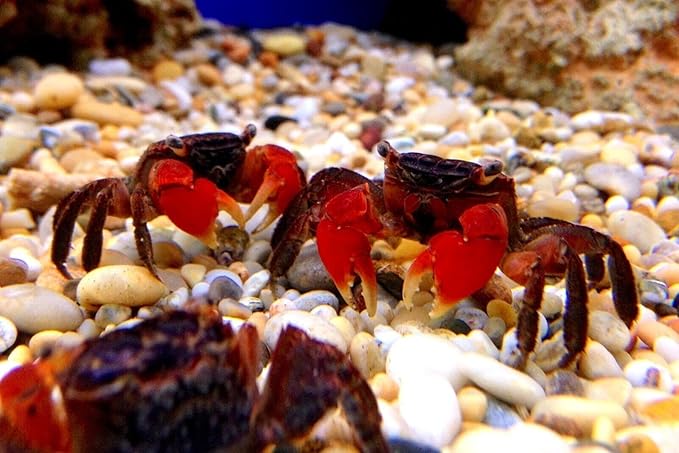Calcium Feeder Large Shells. Extra Thick Shells for Shrimp, Snails, Crabs, Crayfish, Hermit Crabs and All Tropical Fish…20 Count Jar