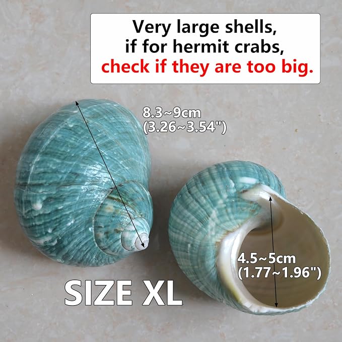 2pcs Big Hermit Crab Shells, XL Size Large Conch Opening 1.8-2", Natural Sea Turbo Seashells for Hermit Crab Supplies and Beach Decoration Large Sea Shell (2pcs Green, XL)