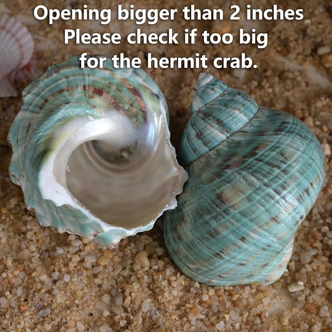 2pcs Large Hermit Crab Shells, XXL Size Opening 1.9-2.2" Big Hermit Crab Shells, Natural Sea Conch, Turbo Seashells Beach Decoration(2pcs XXL)