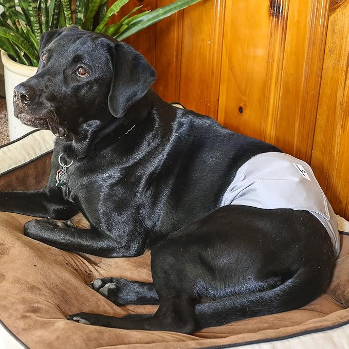 Pet Parents® Washable Belly Bands for Male Dogs (3pack) + Extendrs® of Durable Dog Diapers Male, Premium Male Dog Diapers & Dog Wraps (Large, Natural)