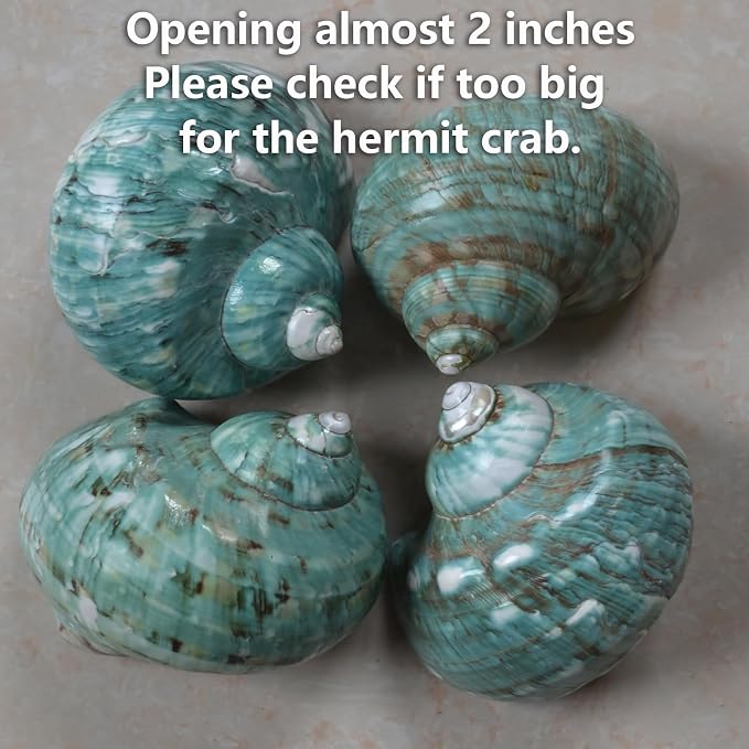 2pcs Big Hermit Crab Shells, XL Size Large Conch Opening 1.8-2", Natural Sea Turbo Seashells for Hermit Crab Supplies and Beach Decoration Large Sea Shell (2pcs Green, XL)