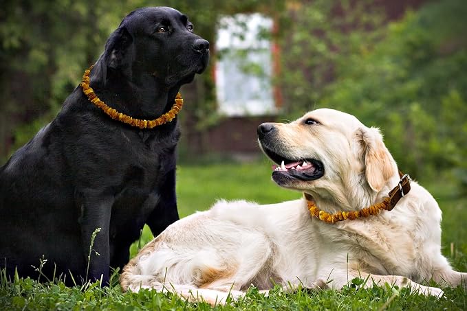 Amber Collars for Dogs & Cats - Dog & Cat Collar with Adjustable Leather Strap - Raw Knotted Amber Beads (20-25cm)