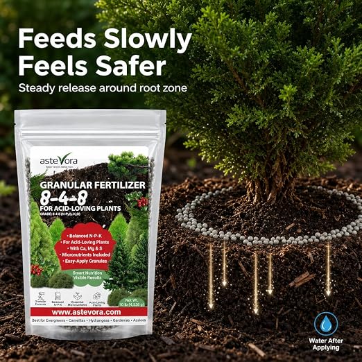 ASTEVORA Evergreen Fertilizer – All-Purpose Granular Plant Food for Outdoor Trees and Shrubs, Azaleas, Magnolias, Pines & Arborvitae – Slow-Release Formula (4 quarts)