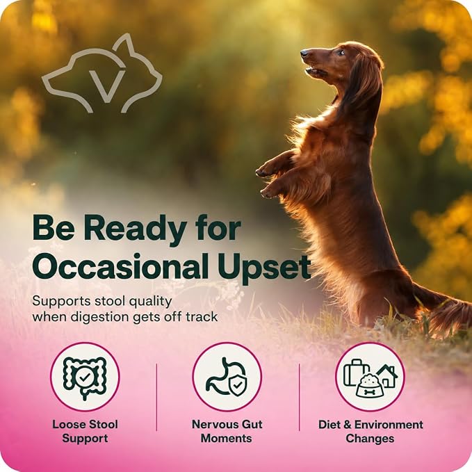 VetriScience Quick Action Diarrhea Aid Paste with Probiotics & B Vitamins, Fast Balance Digestive Support Supplement for Dogs and Cats, Gut Balancer, Unflavored, 35 cc