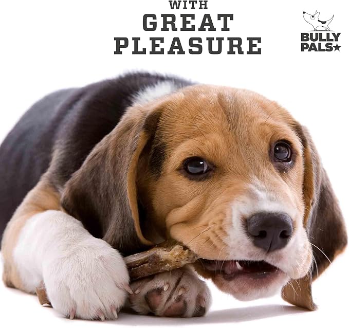 12 inch Jumbo Bully Sticks for Large Dogs (5 Pack) - Extra Thick Beef Pizzle Sticks, Long Lasting Dog Bones, Easily Digestible Dental Chews, Naturally Low Odor, Rawhide Free Dog Treats