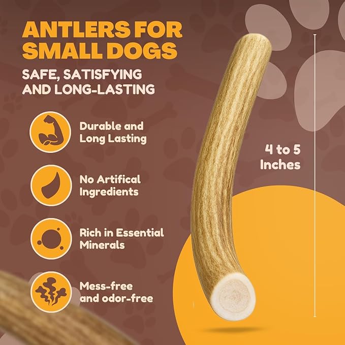 WhiteTail Naturals - Antlers for Extra Small Dogs (6 Pack) Deer Antler Dog Chew Bones for Extra Small Aggressive Chewers - Long Lasting Horn Chew Toys - Naturally Shed