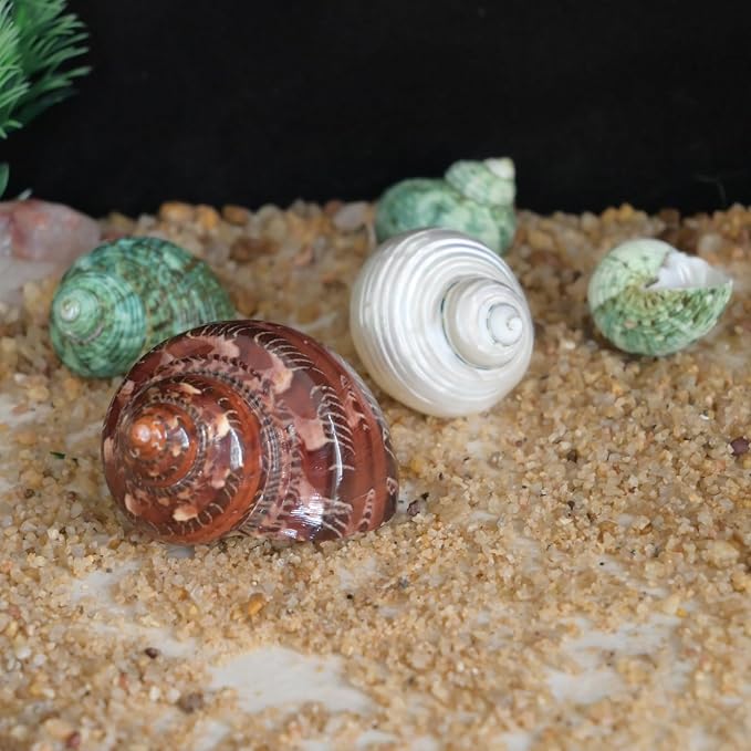 5pcs Hermit Crab Shells, M Size Opening 0.7-1.4", Natural Sea Conch, Turbo Seashells for Hermit Crab Supplies and Beach Decoration Large Sea Shell (5pcs M)