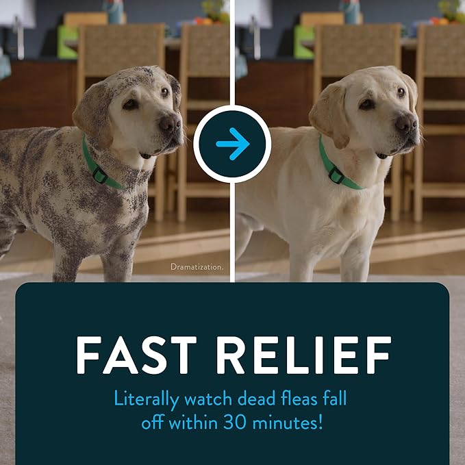 Capstar (Nitenpyram) Fast-Acting Oral Flea Treatment for Dogs 2-25 Lbs, Vet-Recommended Medication Tablets, Flea Tablets for Dogs Start Killing in 30 Minutes, 12 Doses (Includes Two 6-Count Boxes)