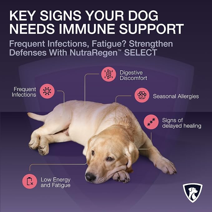 NutraRegen Dog Digestive and Immune Support Bundle | Mushroom & Probiotic Powder Supplements to Support Daily Wellness, Comfort, and Gut Balance, 7 Bn CFU | 60 Scoops, 4.0 oz