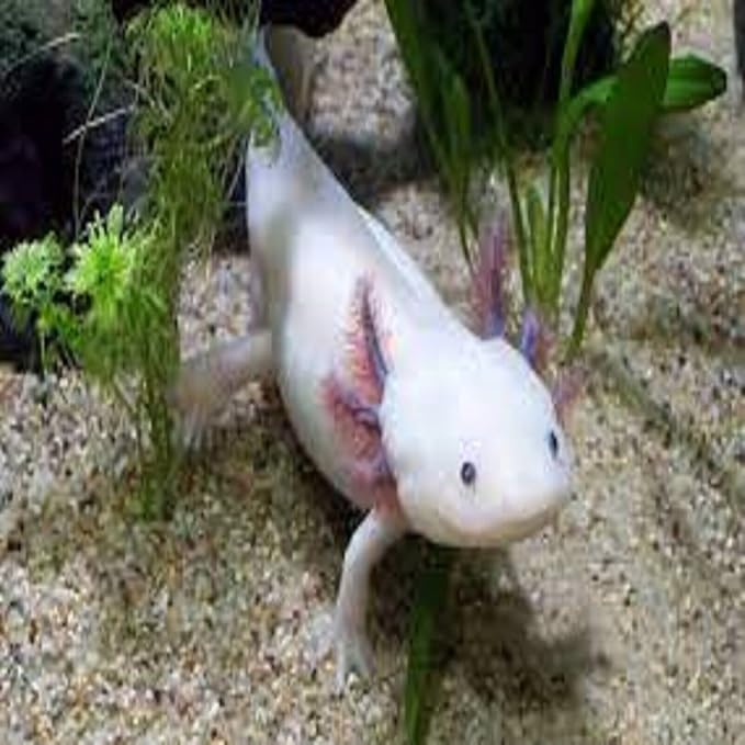 Axolotl Food, 3/16" Soft Moist Sinking Pellets, Rangen's Salmon Meal Pellets for Medium & Adult Axolotl. Also Shrimp, Snails, Crabs, All Tropical Fish…1-lb 14.3oz Clear Bag